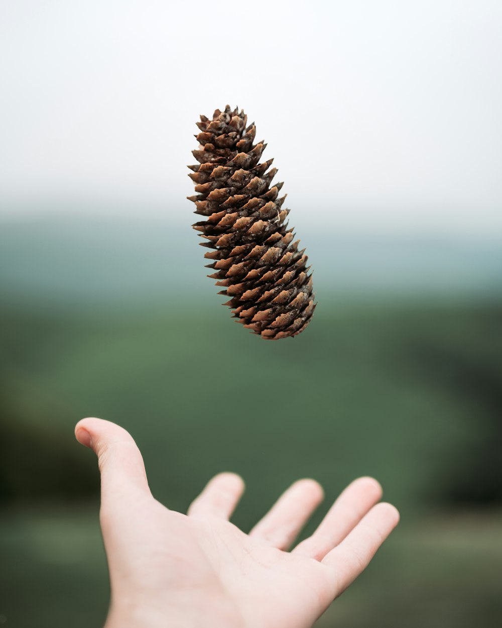 person holding brown pine cone