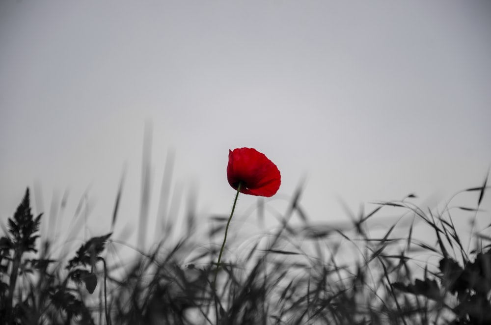 flor roja en el campo