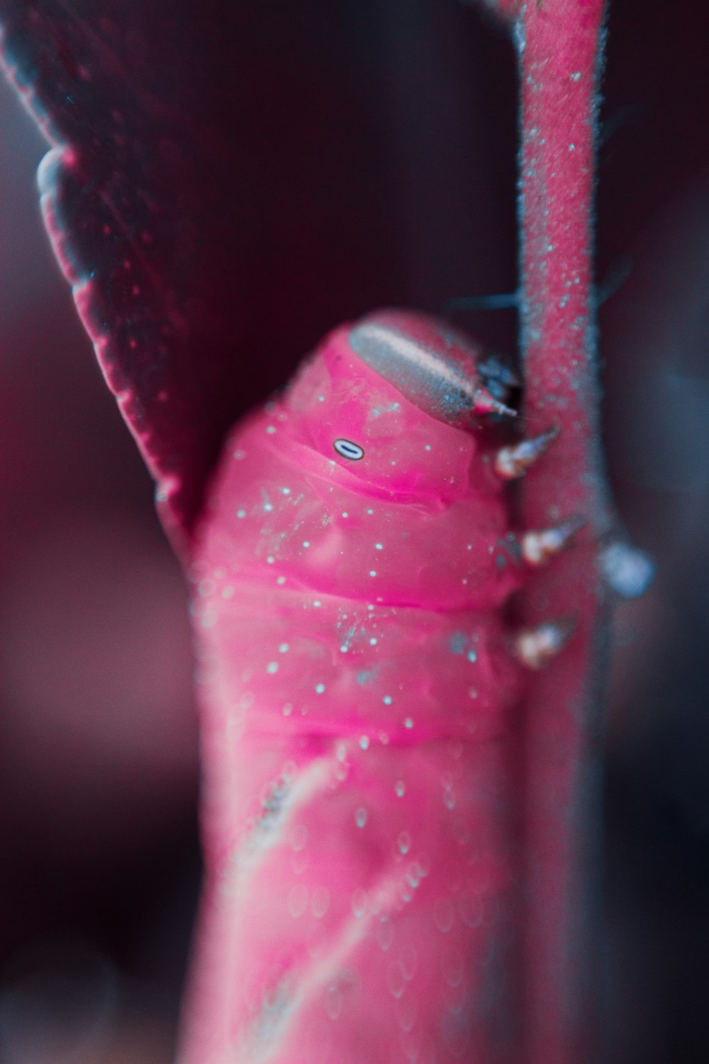 red and black bug on purple leaf