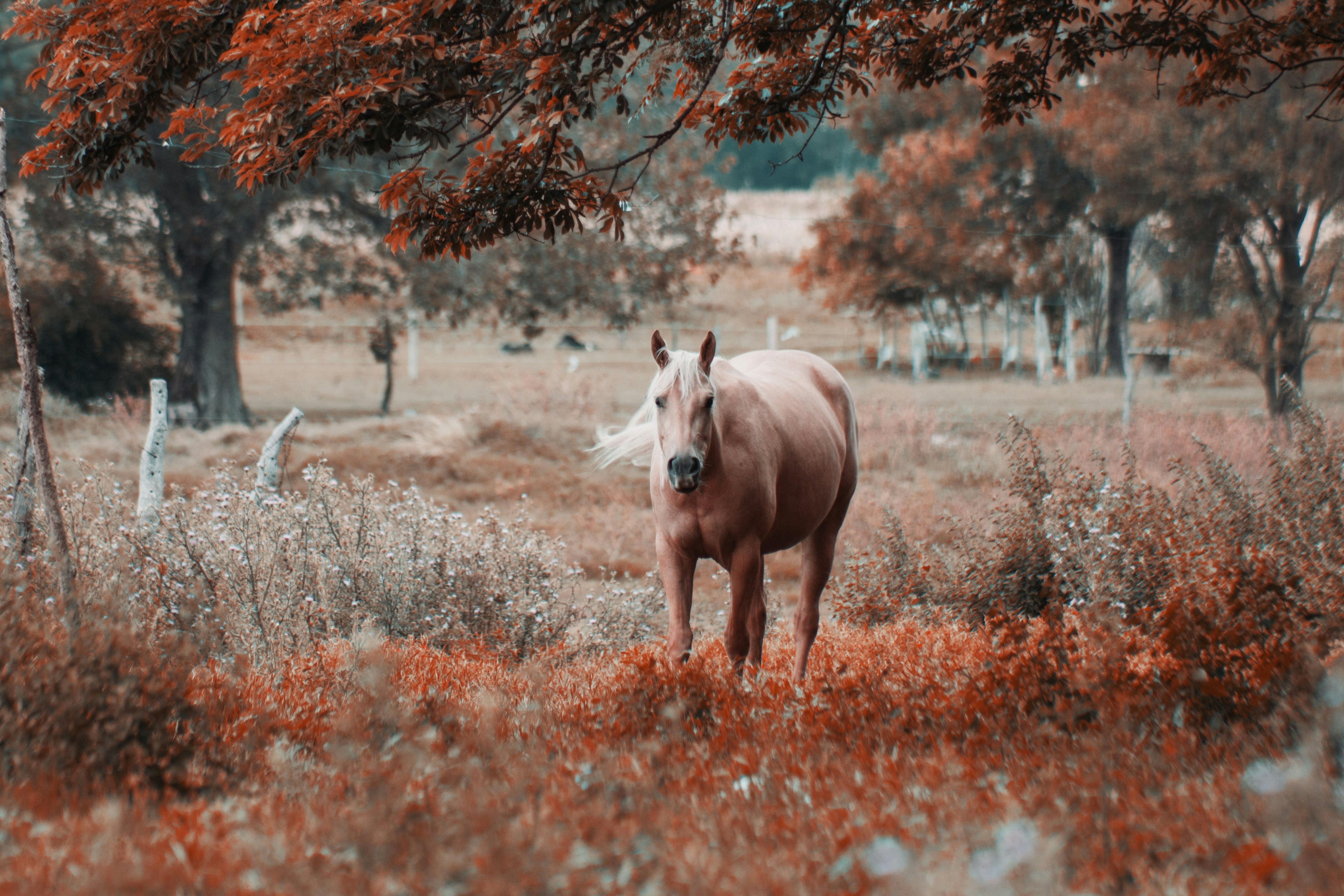 Photo by ggiqueaux
