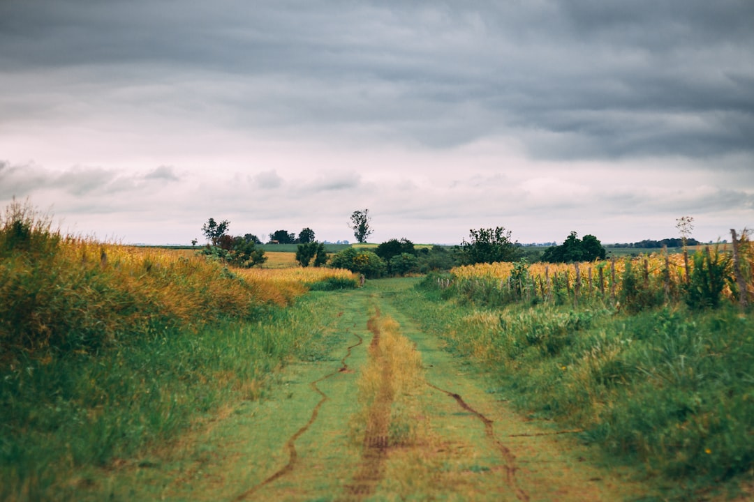 green grass field under cloudy sky during daytime