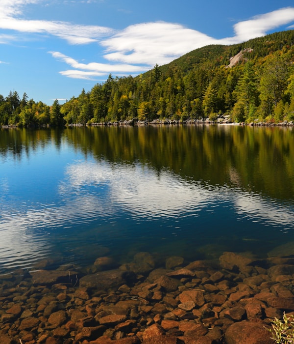 green trees beside lake under blue sky during daytime