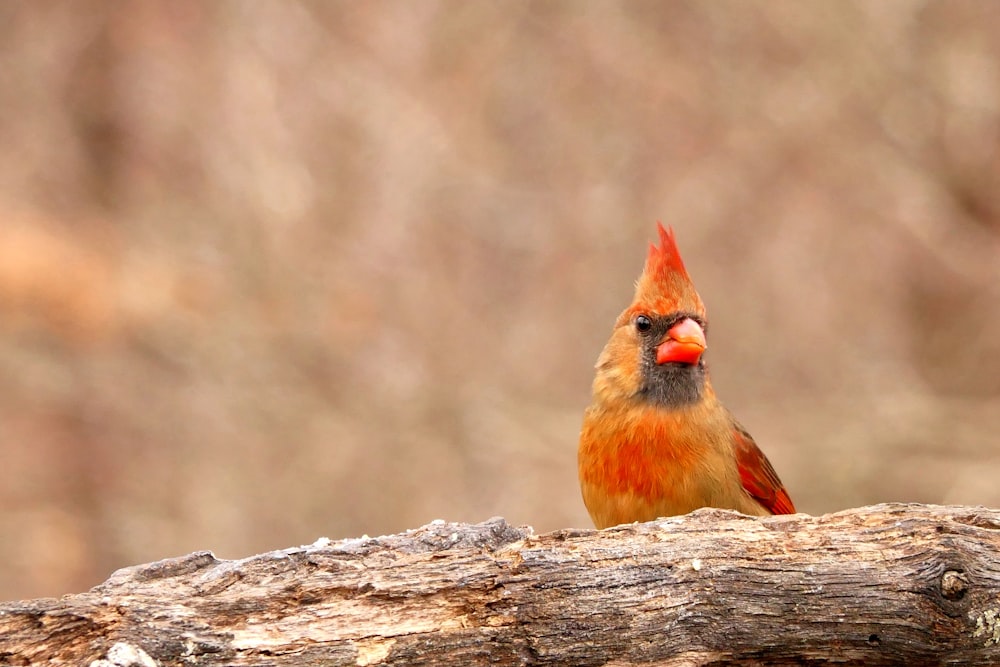 red and brown bird on brown tree branch