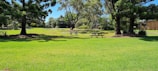 A serene outdoor setting for a community picnic.