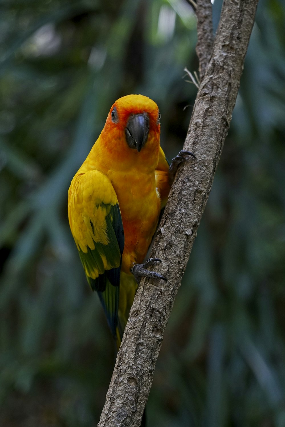 yellow green and blue bird on brown tree branch