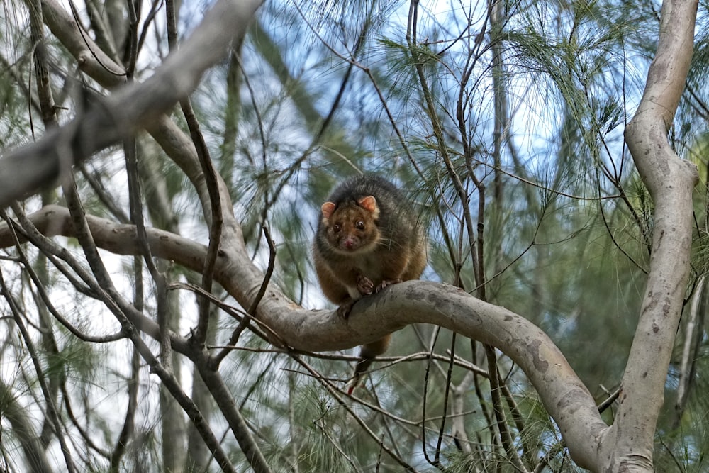 brown monkey on tree branch during daytime