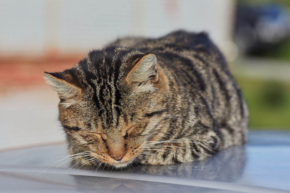 brown tabby cat lying on white table