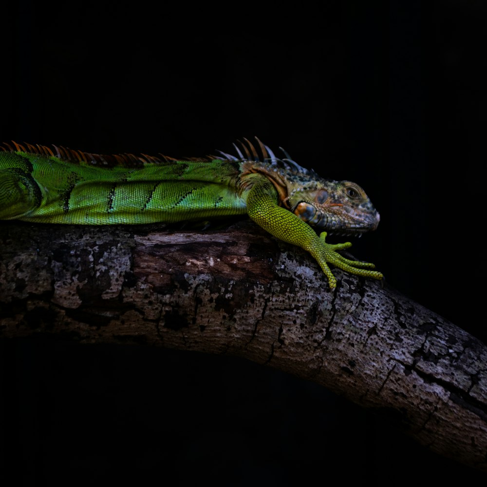 lagarto verde y blanco en la rama marrón de un árbol