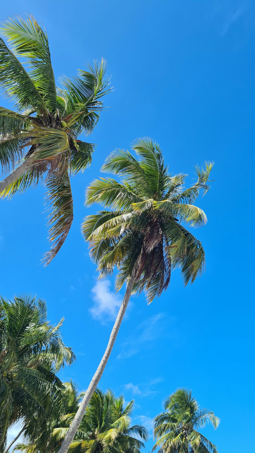 green palm tree under blue sky during daytime