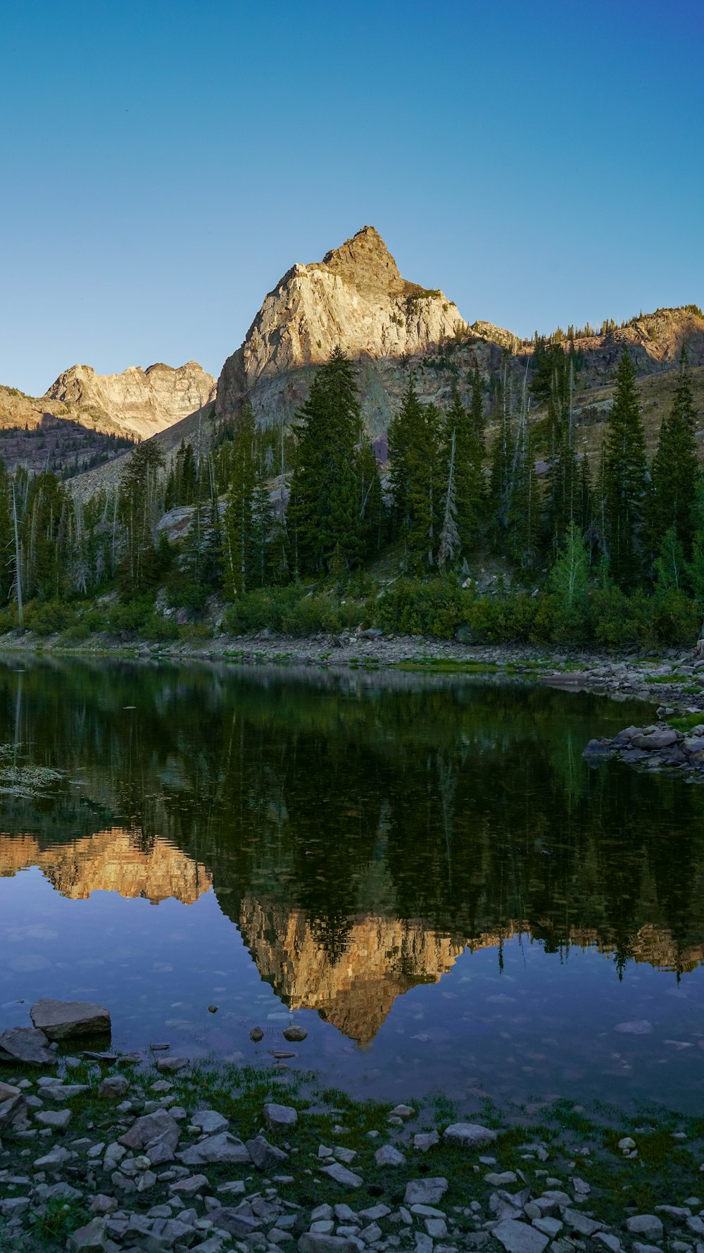 green pine trees near lake and mountain