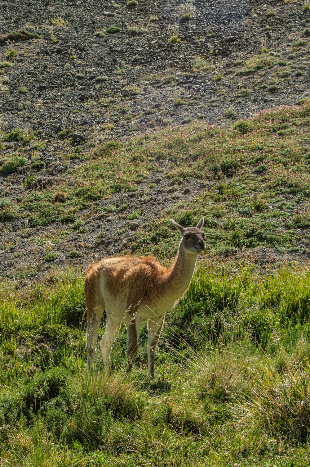 昼間の緑の草原に浮かぶ茶色と白の4本足の動物