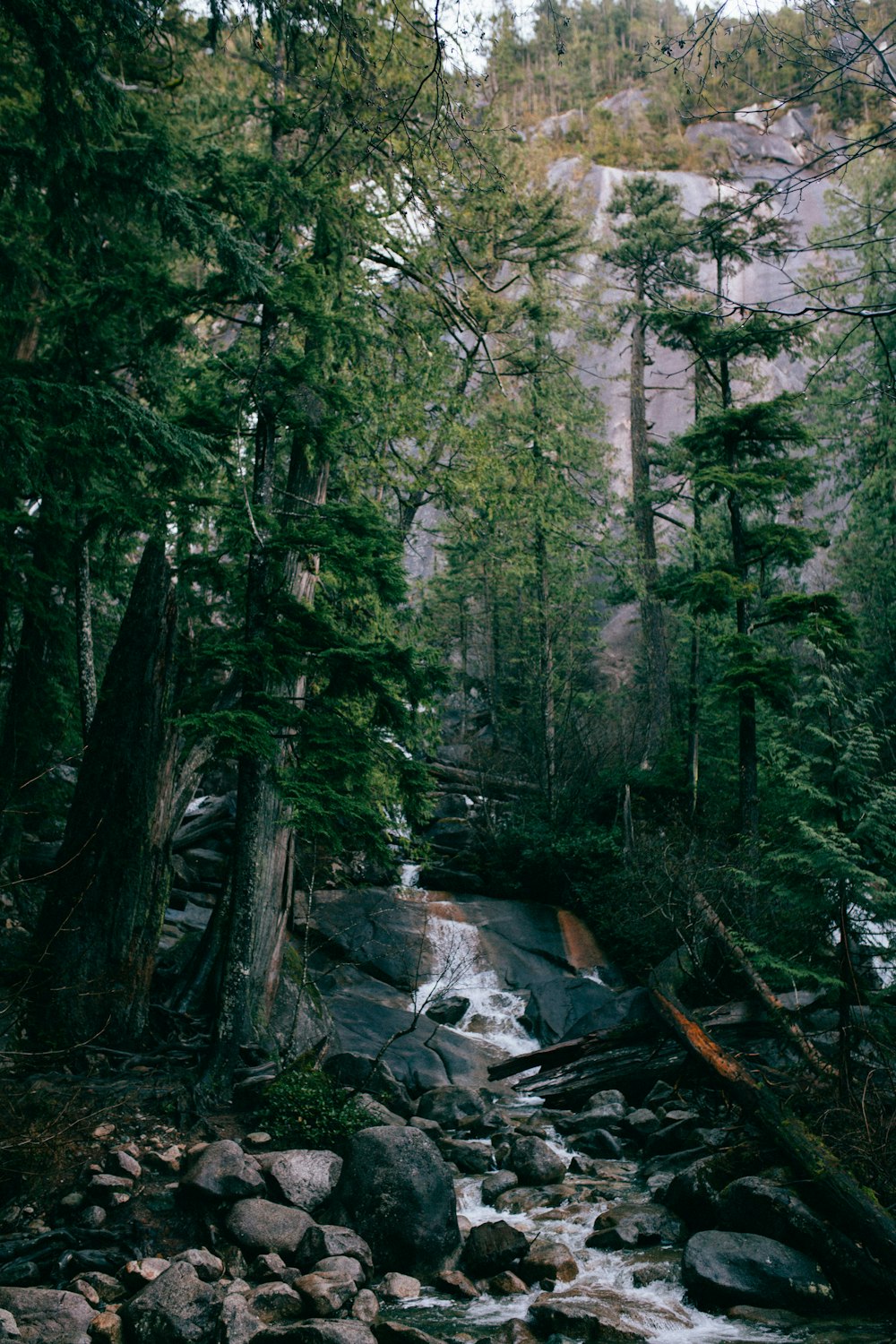 green trees on forest during daytime