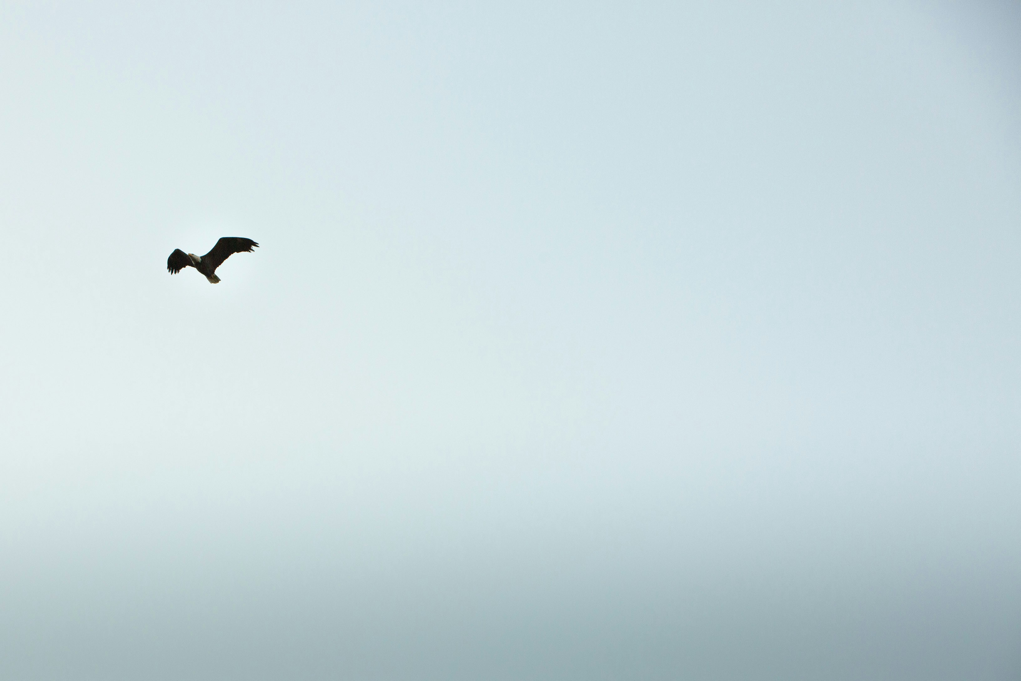 black bird flying under white sky during daytime
