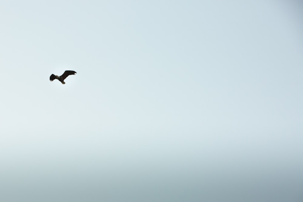 black bird flying under white sky during daytime