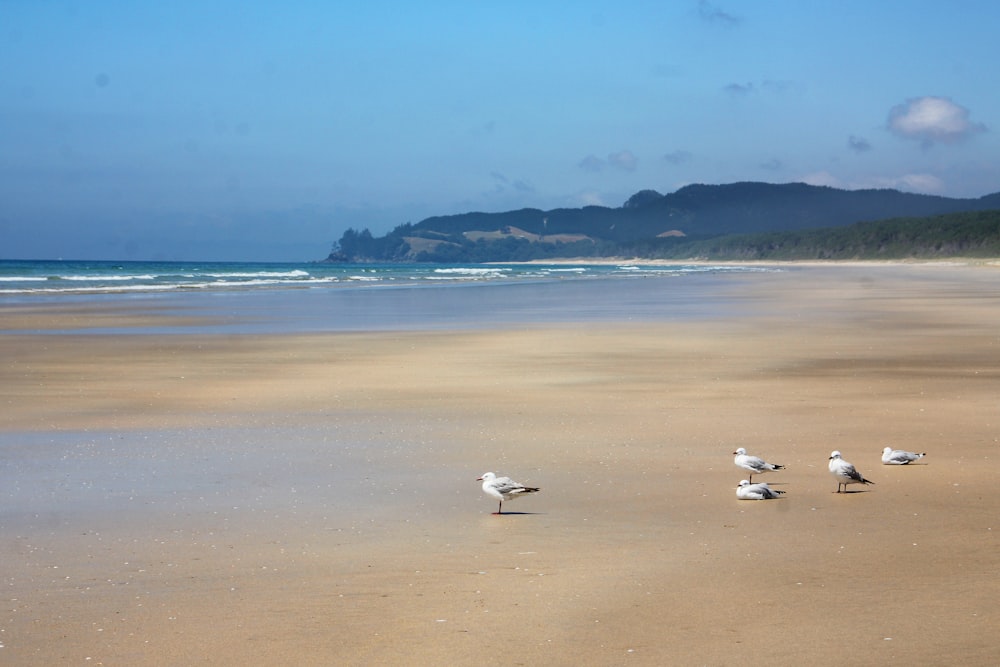 white birds on beach during daytime