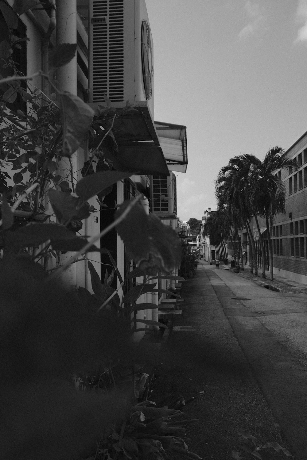 grayscale photo of palm trees near building