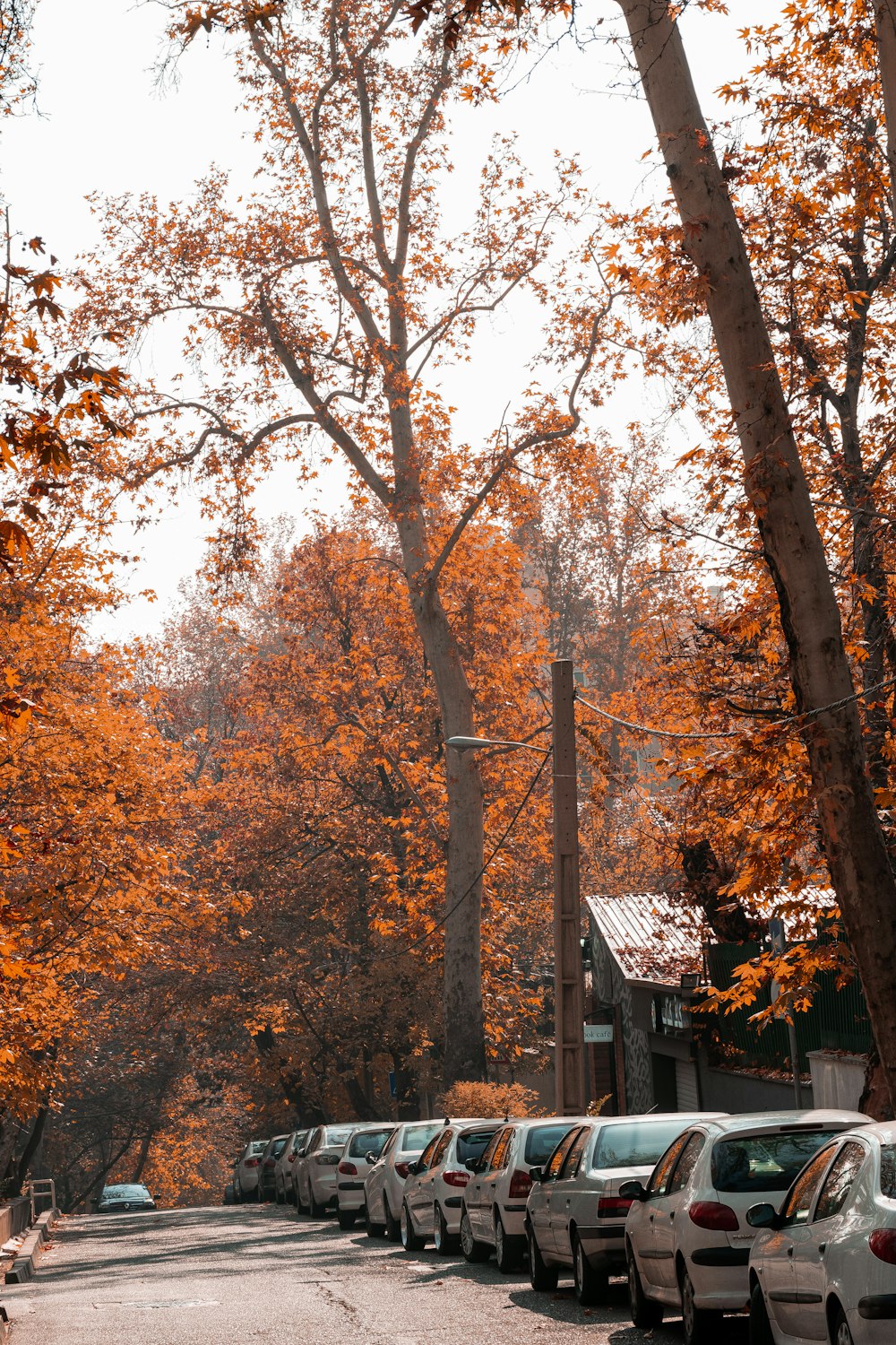 brown and yellow trees near house during daytime