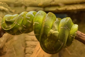 Forest King Snake