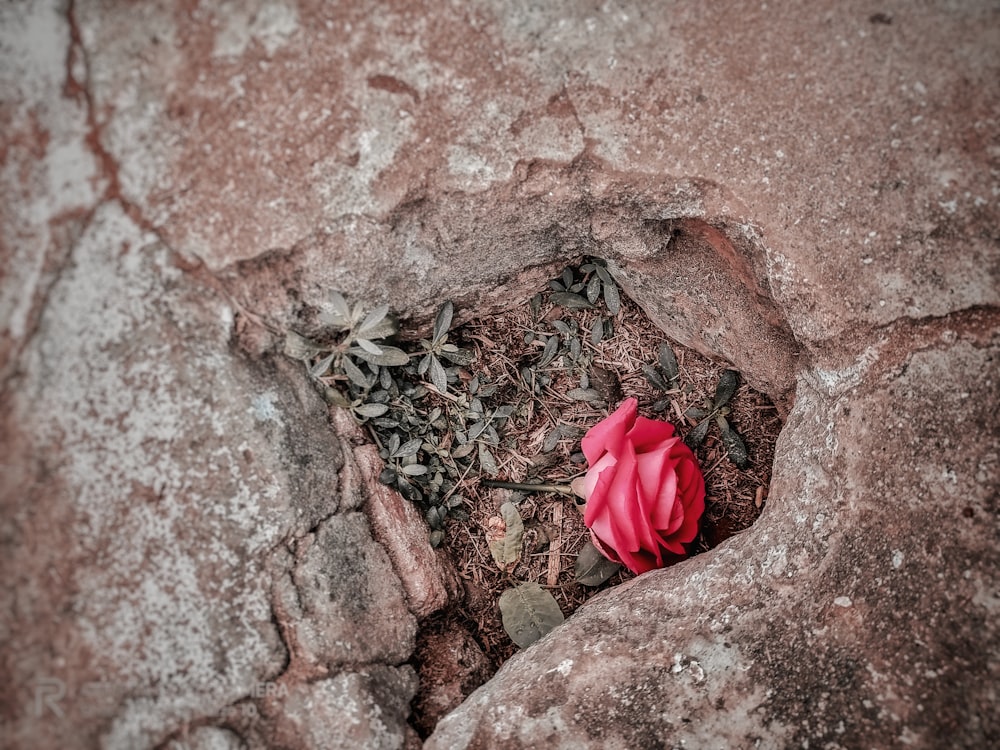 茶色の岩に赤いバラ