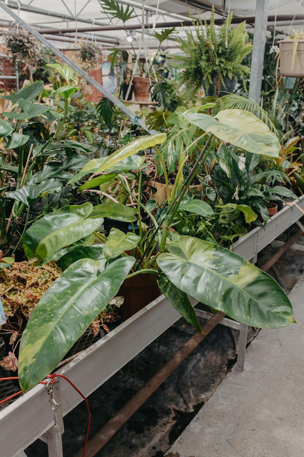 planta verde em solo marrom