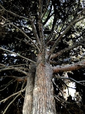 A tall tree trunk extends upwards with numerous branches spreading out in all directions. The bark is textured and natural light filters through the dense foliage above, creating a pattern of light and shadow.