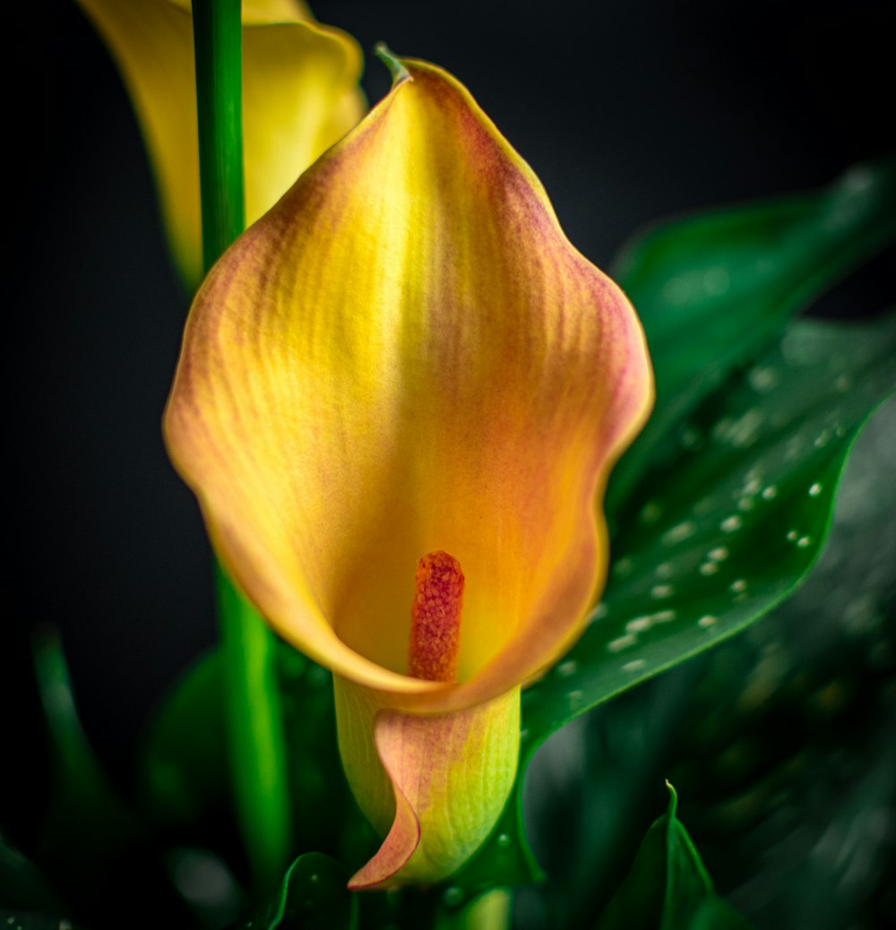 yellow and red tulip in bloom close up photo
