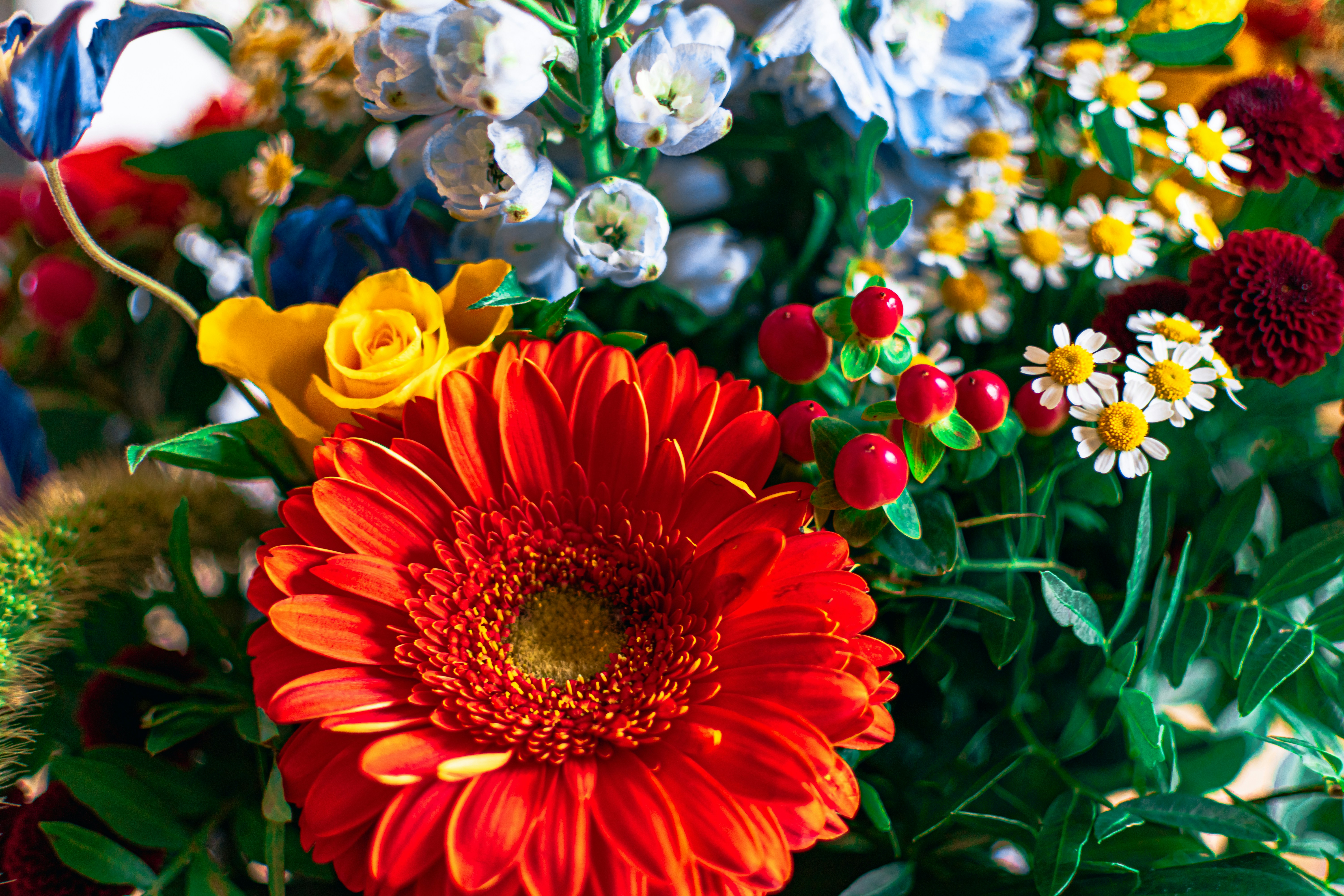 Fleur rouge et jaune avec des feuilles vertes photo – Photo Fleur ...