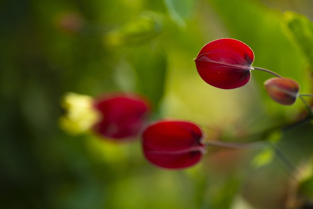 red flower in tilt shift lens