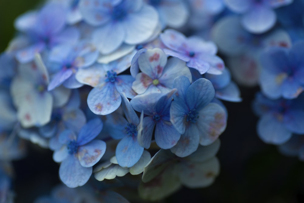 blue and white flower in close up photography