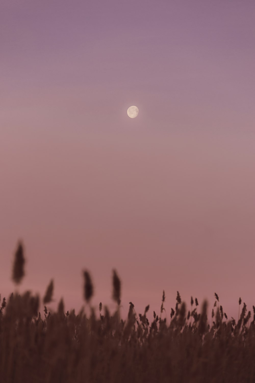 silhouette of trees during sunset