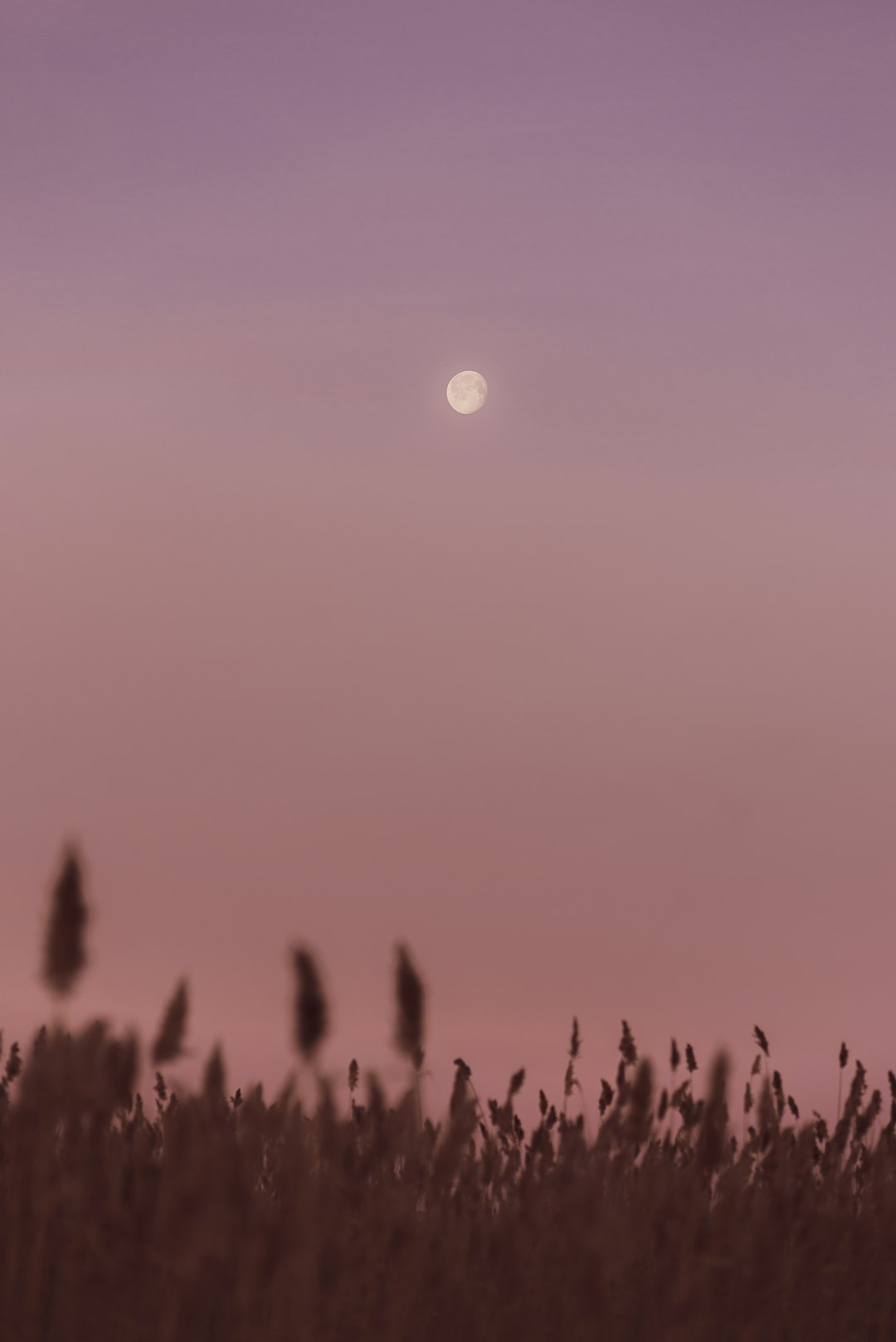 silhouette of trees during sunset