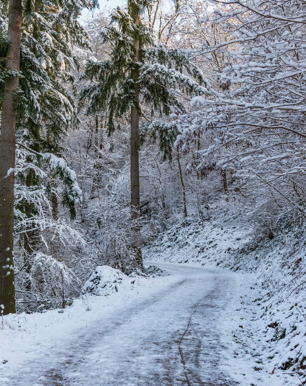 snow covered trees during daytime