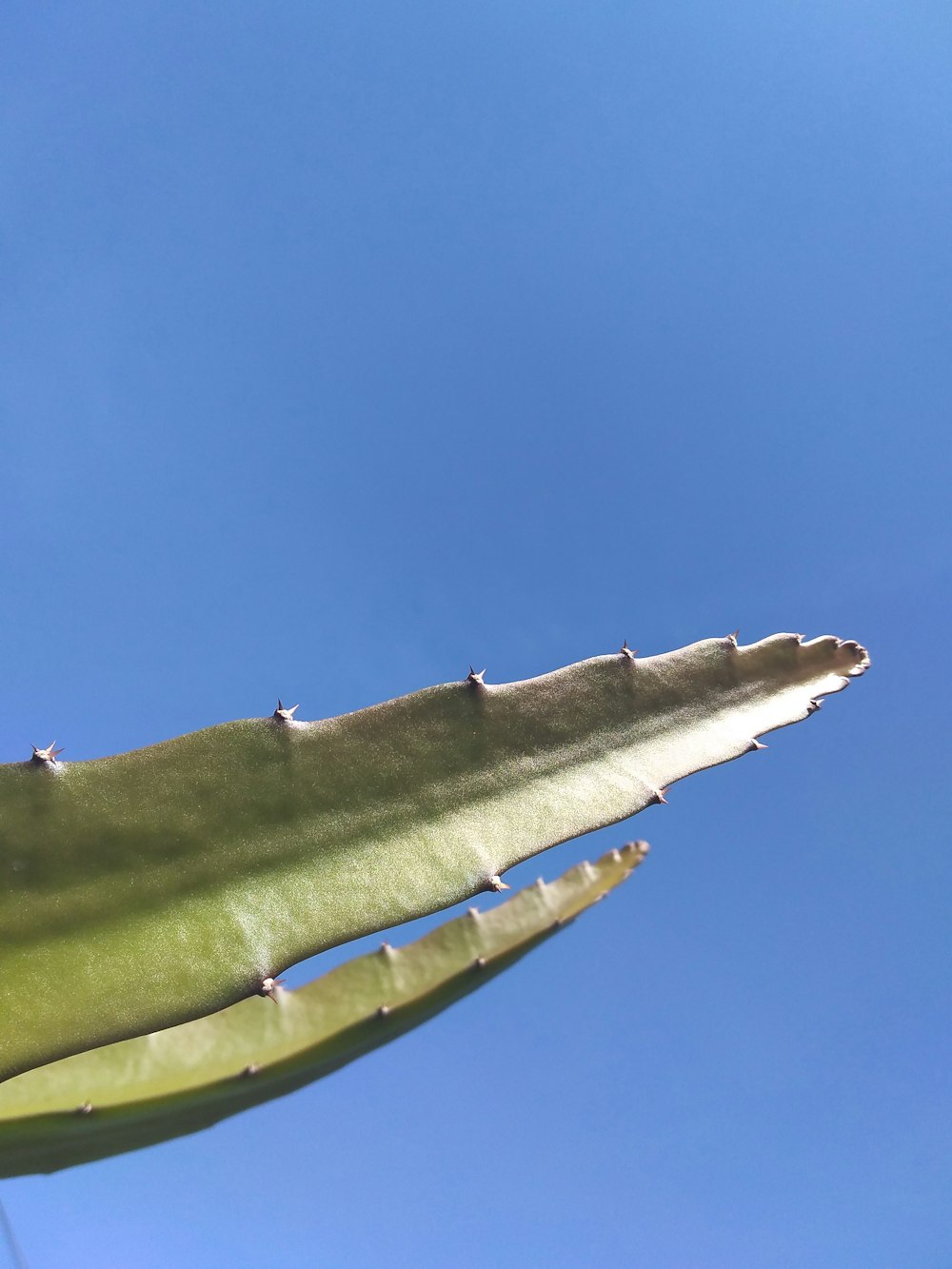 libélula verde y blanca