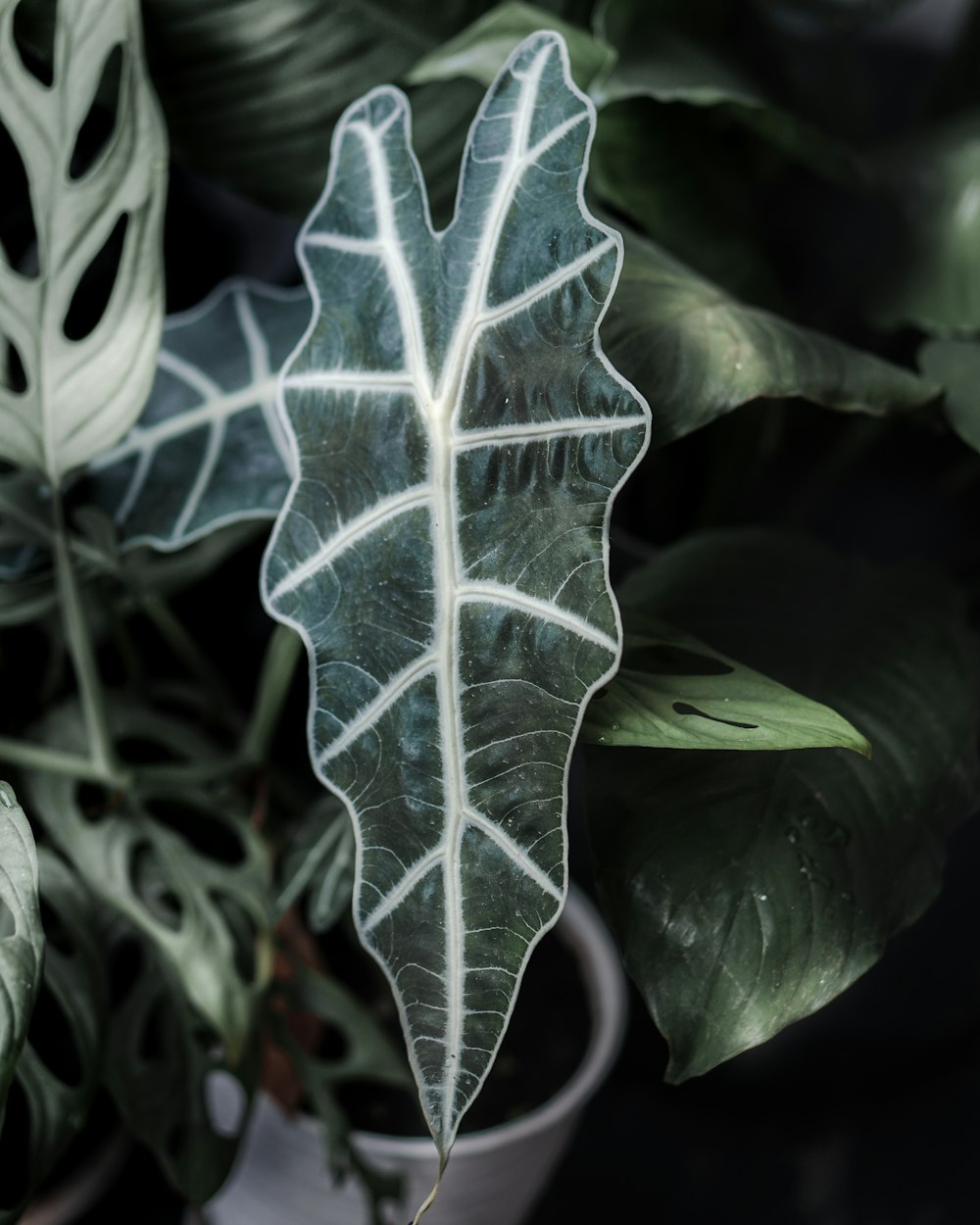 green and white leaf plant