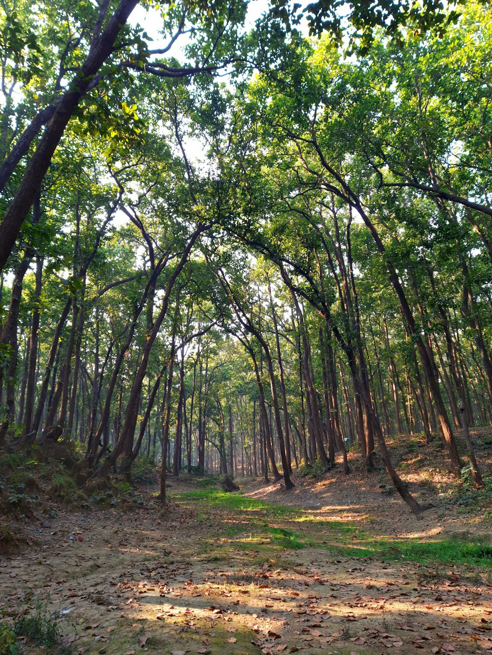 arbres verts sur champ brun pendant la journée