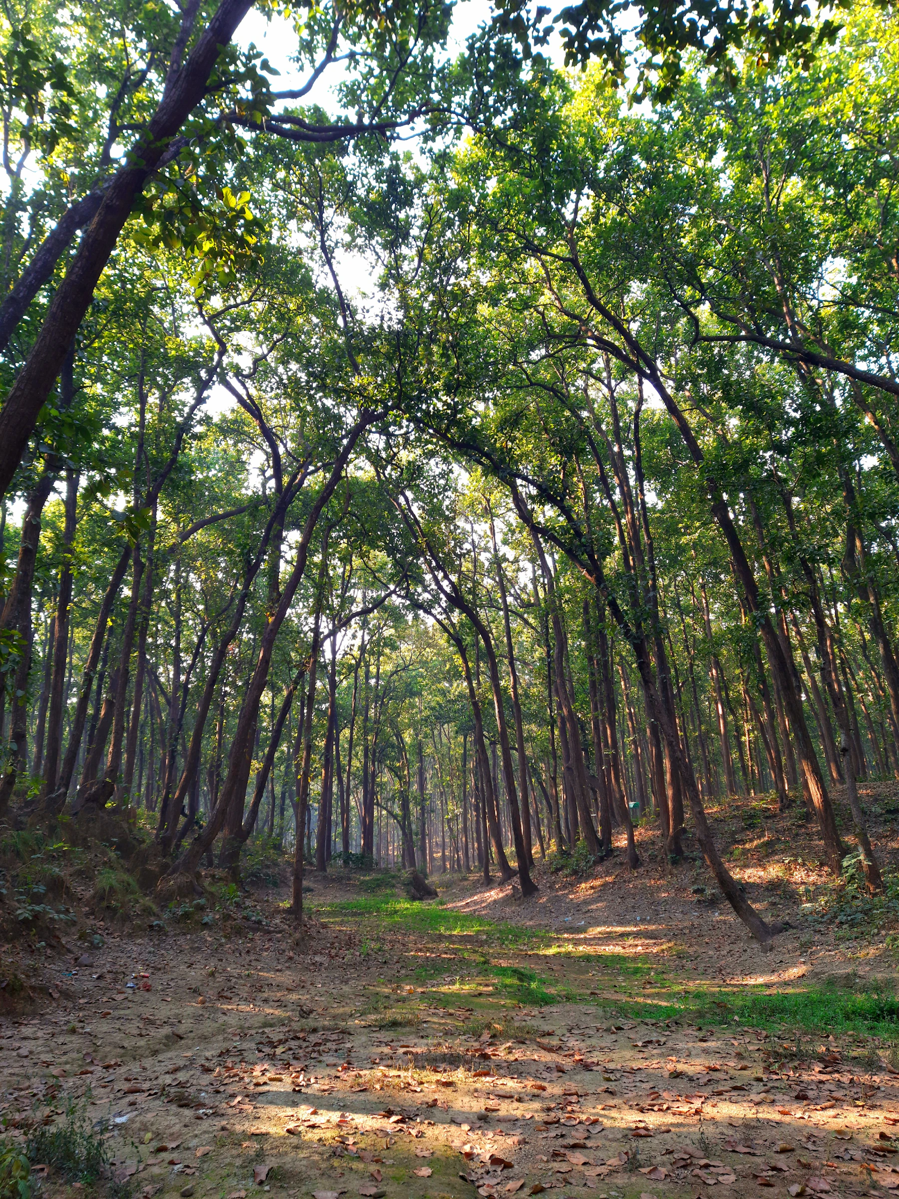 A sal forest in the Himalayan foothills