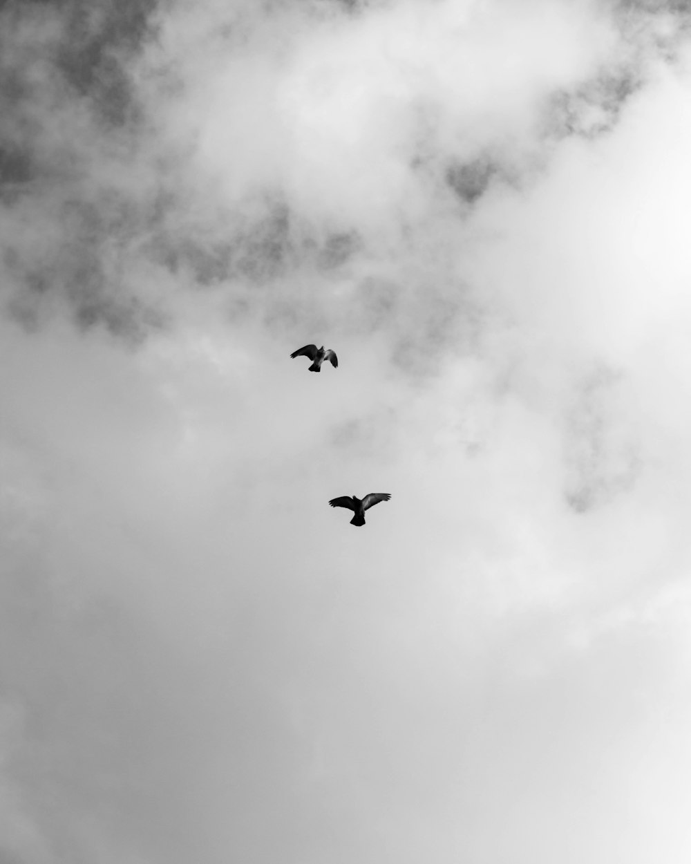 low angle photography of three birds flying under cloudy sky during daytime