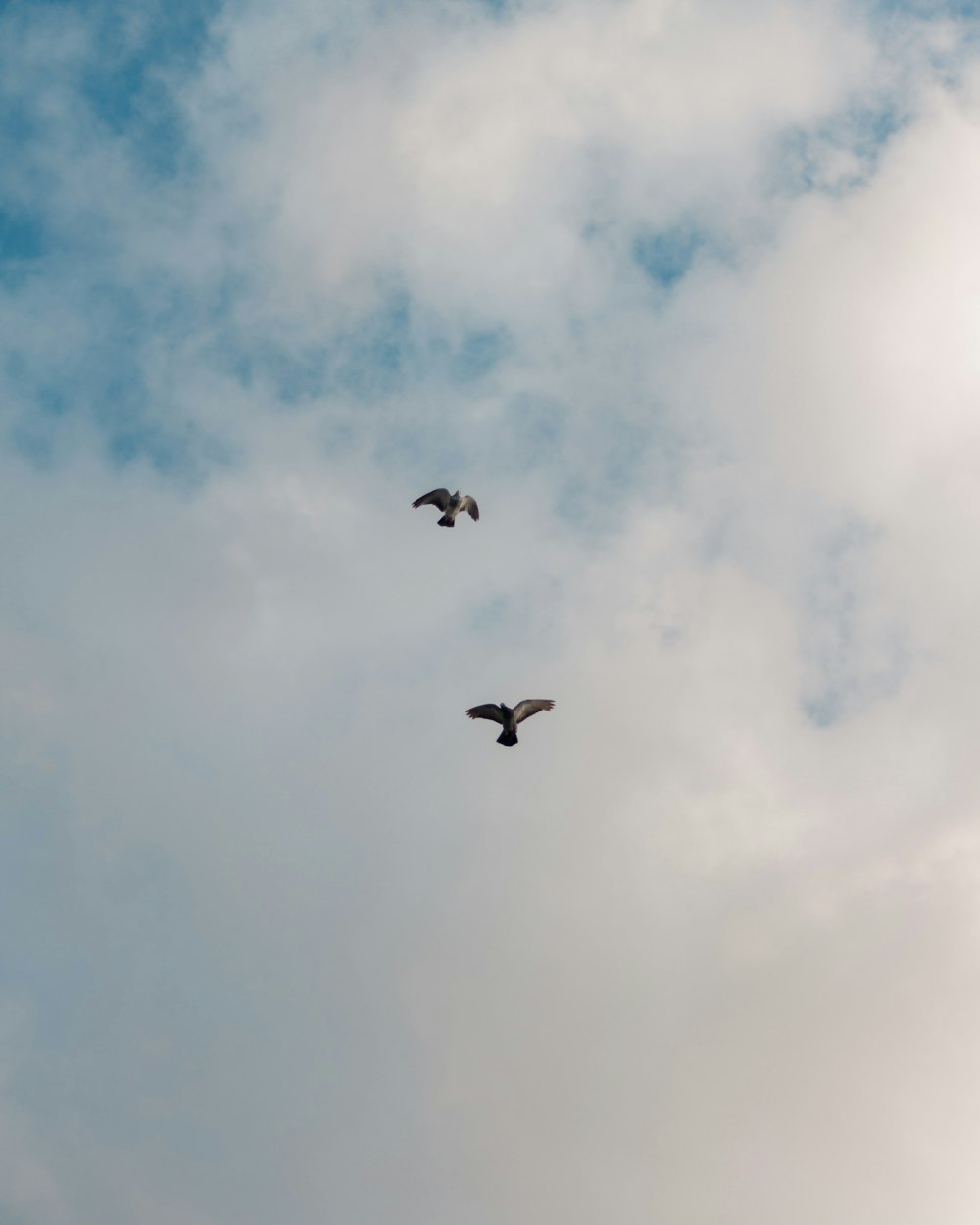 three birds flying under white clouds during daytime