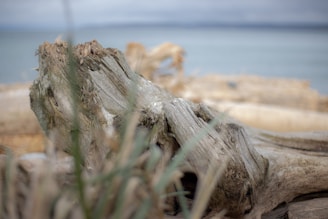 A close-up watercolor of driftwood textures with hints of ocean spray.