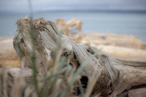 A close-up watercolor of driftwood textures with hints of ocean spray.