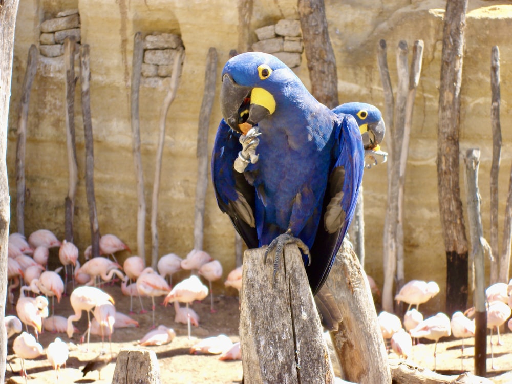 blue and yellow macaw on brown wood