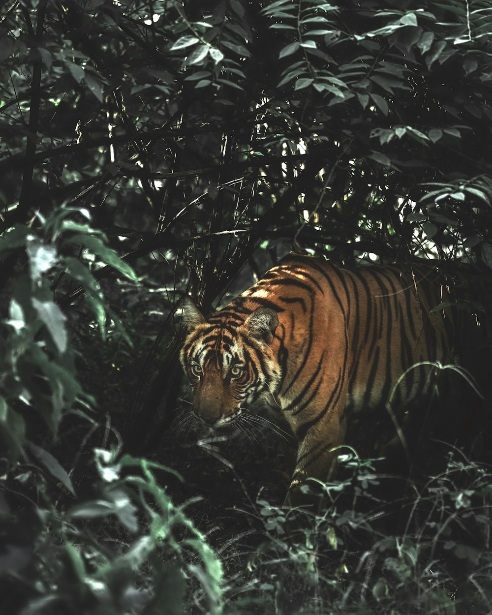 Tigre en el bosque durante el día