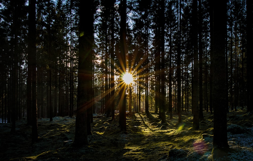 sun rays coming through trees