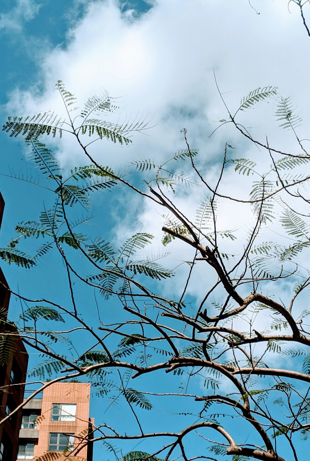 low angle photography of brown bare tree under blue sky during daytime