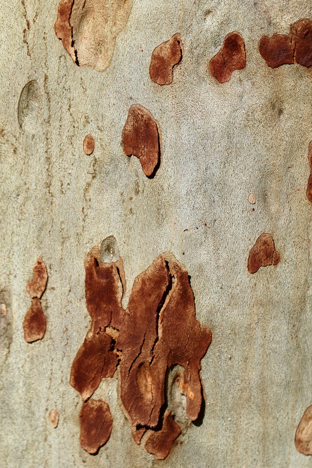 brown and white abstract painting