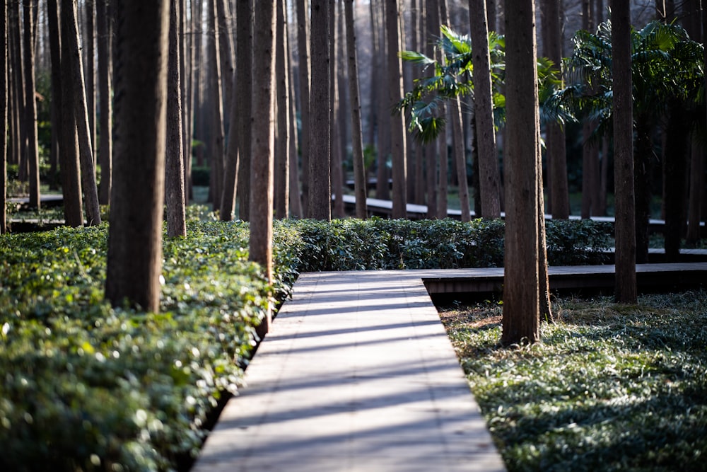 brown wooden pathway in the woods