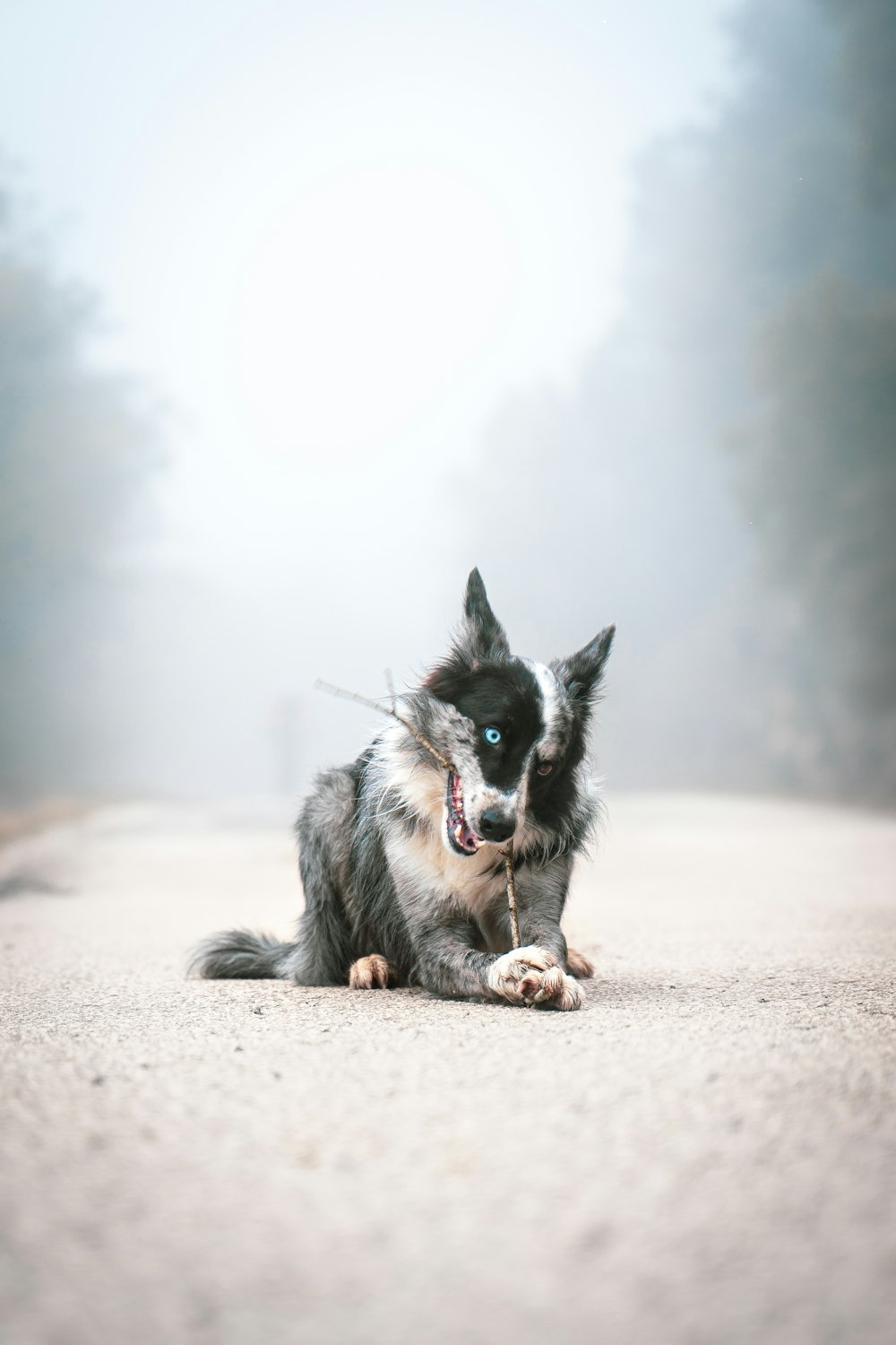 black and white border collie mix puppy on white sand during daytime