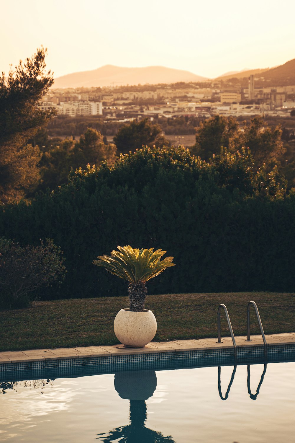 green plant on white round pot