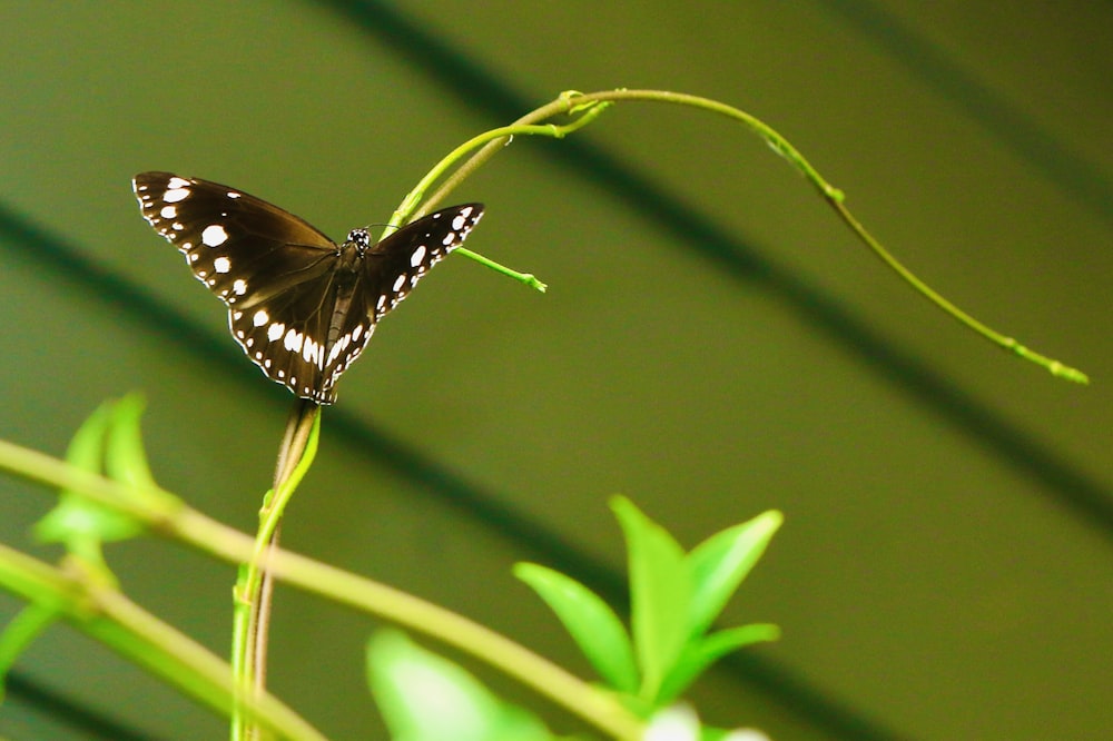 black and white butterfly on green leaf