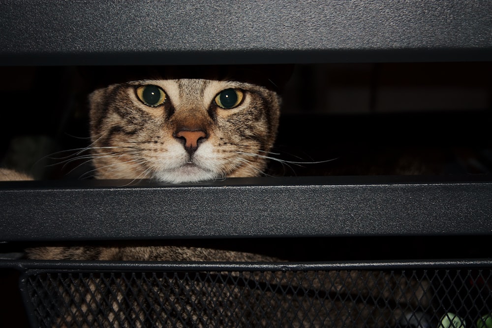 brown tabby cat on black textile